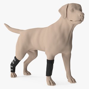 Canine Leg Support Brace Set on Mannequin Fur 3D model