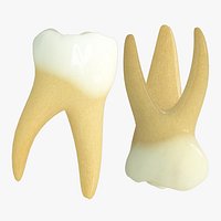 Primary First Molars
