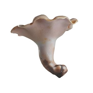 3D model Mushroom 21