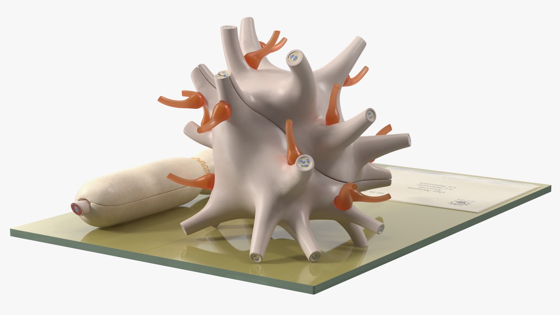 Human Neuron Model on Stand model - TurboSquid 2059401
