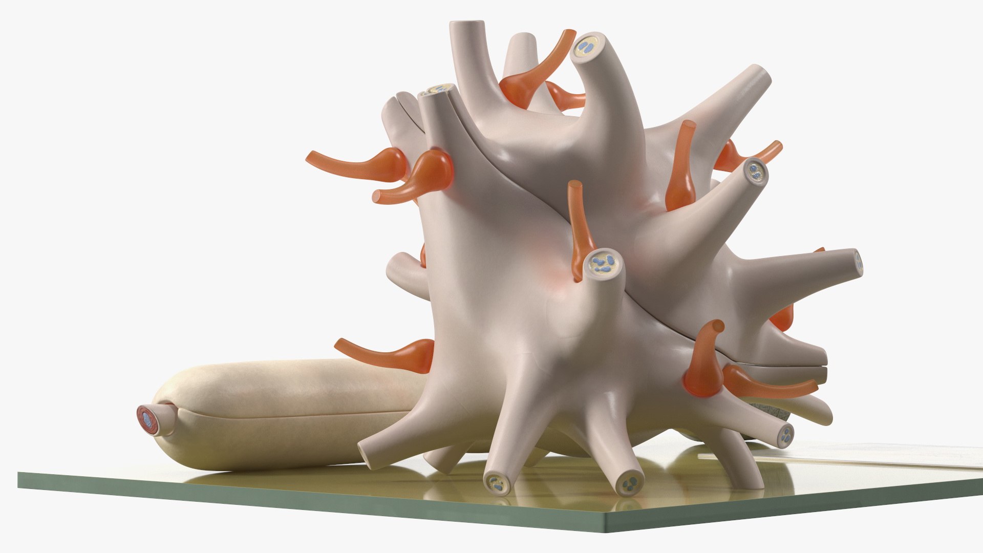 Human Neuron Model on Stand model - TurboSquid 2059401