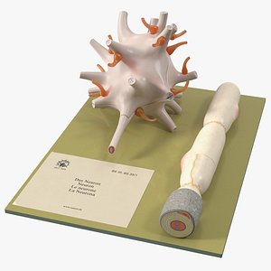 Human Neuron Model on Stand