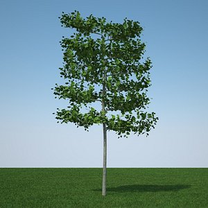 c4d common lime tree
