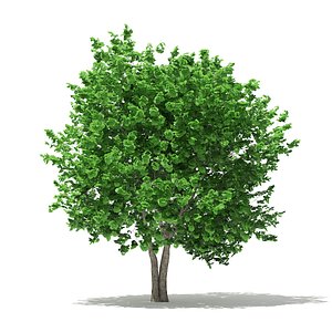 3D model ginkgo tree biloba 4