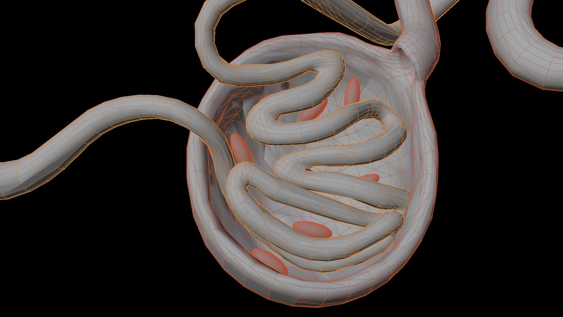 Human Kidney Nephron Anatomy 3D Model 3D Model - TurboSquid 2640888