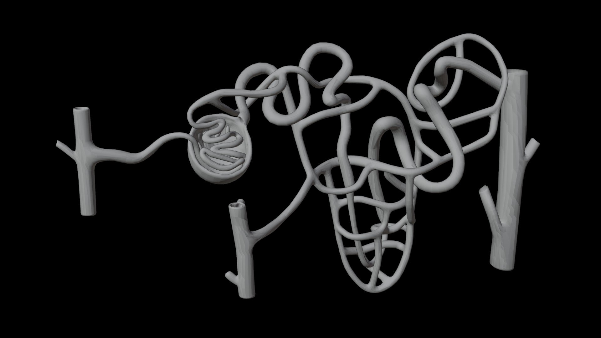 Human Kidney Nephron Anatomy 3D Model 3D Model - TurboSquid 2640888