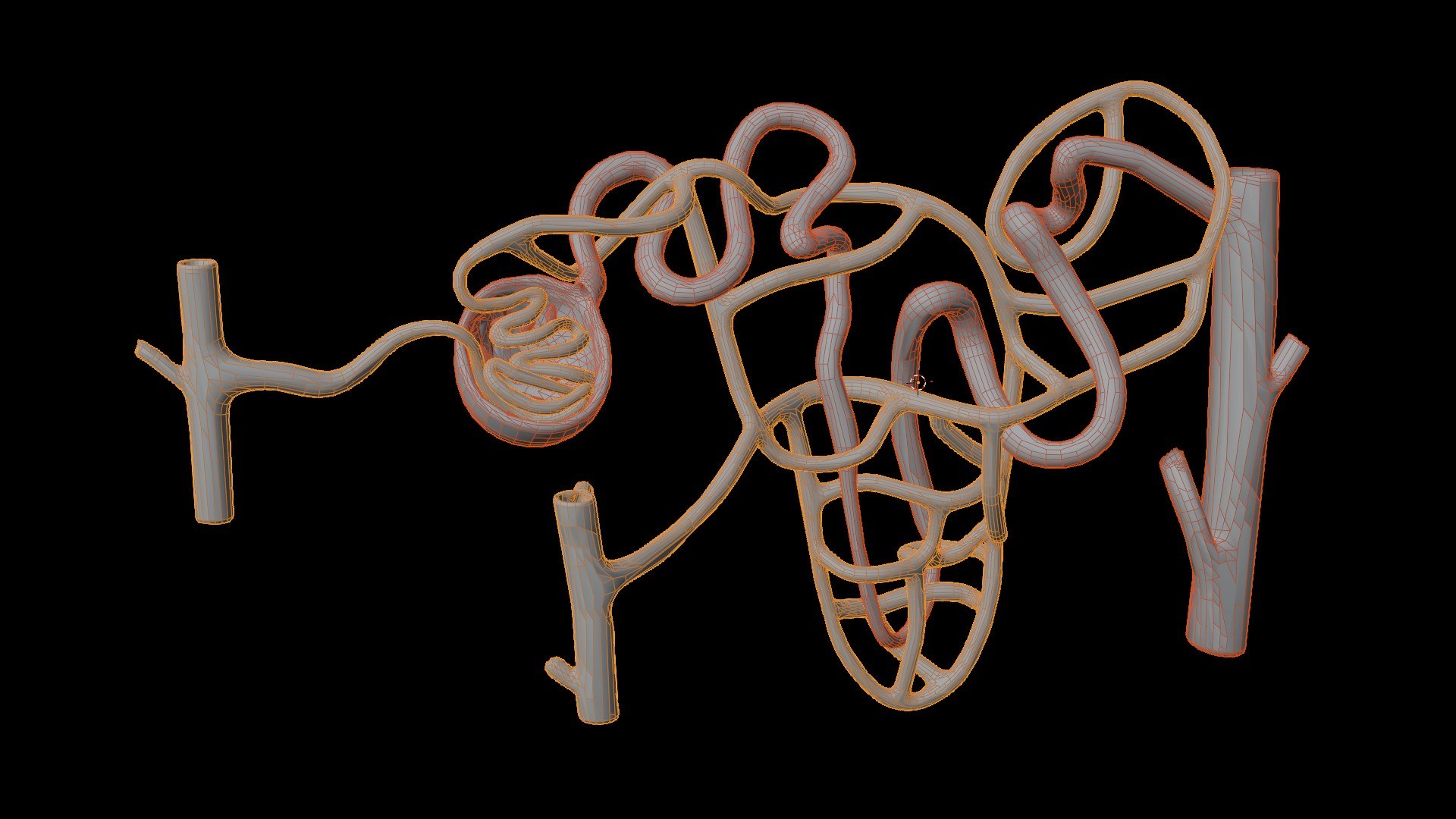 Human Kidney Nephron Anatomy 3D Model 3D Model - TurboSquid 2640888