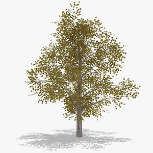 platanus autumn low poly