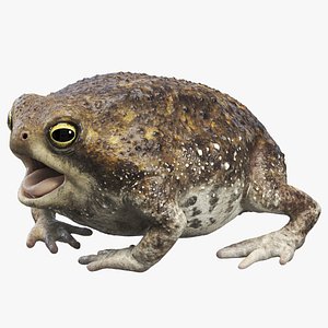 3D Common rain frog model