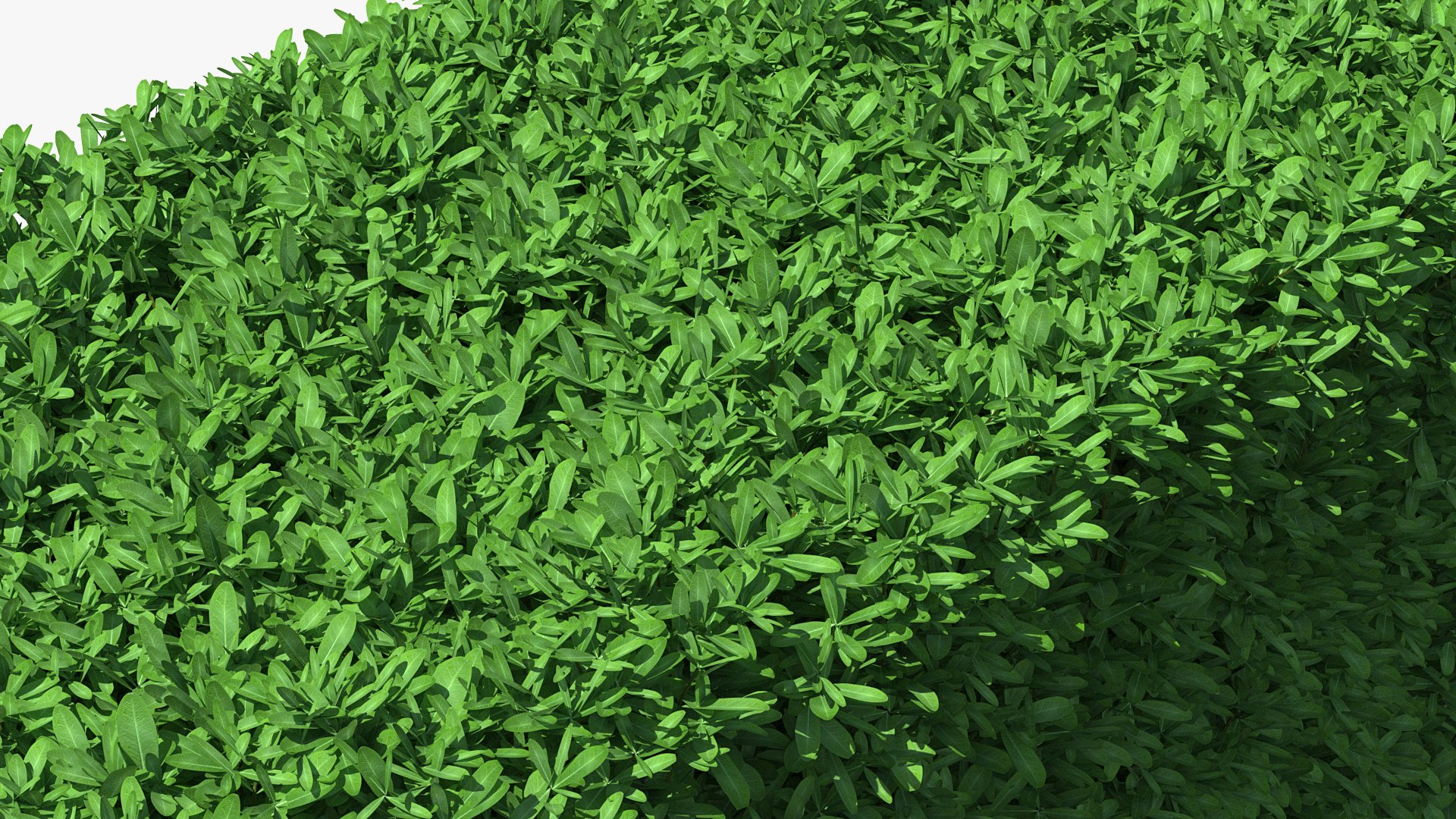 boxwood hedge fence 3D model https://p.turbosquid.com/ts-thumb/ad/xzUMFK/1qM0mTQp/boxwoodhedgefencec4dmodel007/jpg/1591856565/1920x1080/fit_q87/0a5683bf4ff0fe76701955086e0bfba98cffb33b/boxwoodhedgefencec4dmodel007.jpg