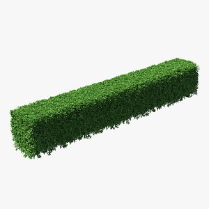 Boxwood Hedge Fence