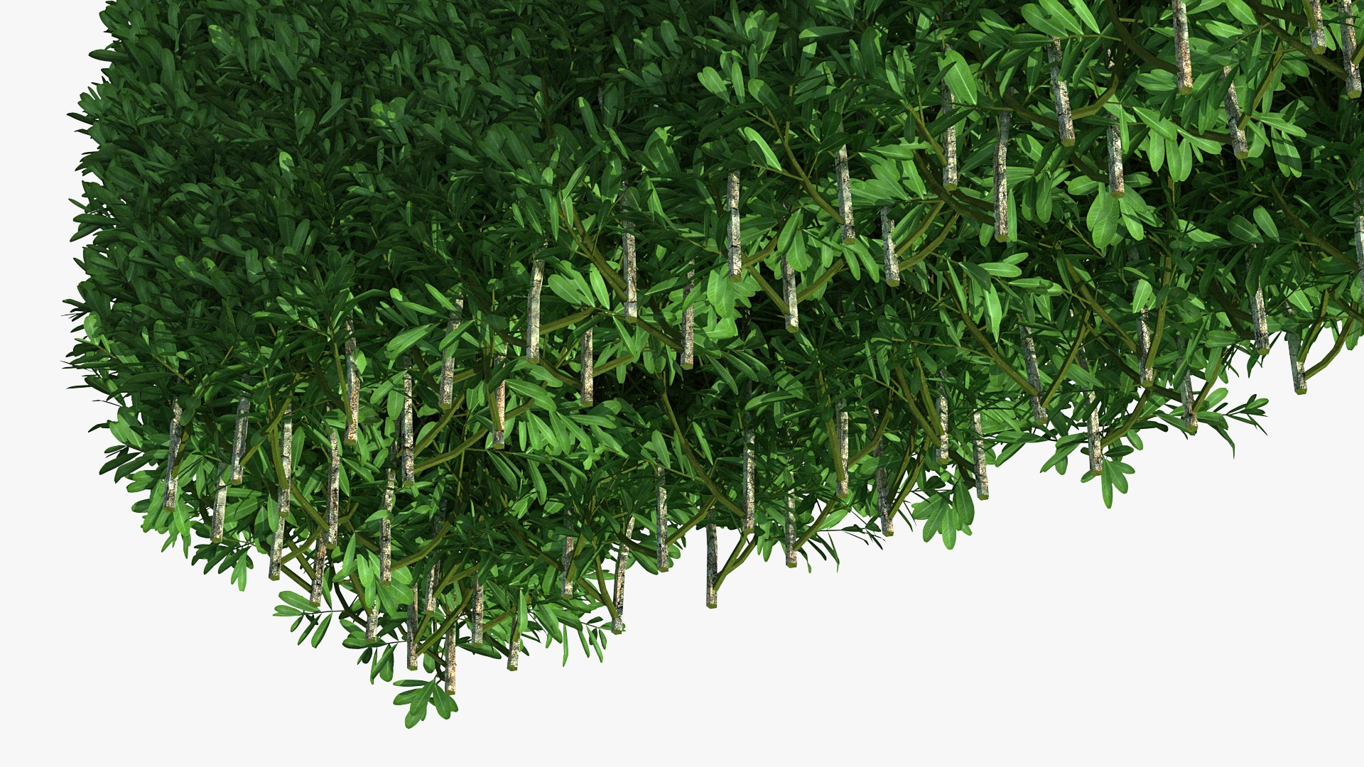 boxwood hedge fence 3D model https://p.turbosquid.com/ts-thumb/ad/xzUMFK/Sz1rqtZf/boxwoodhedgefencec4dmodel013/jpg/1591856624/1920x1080/fit_q87/e0e359a93272ef783925bf374e9359fde0864c4e/boxwoodhedgefencec4dmodel013.jpg