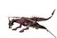 Lowpoly Drache