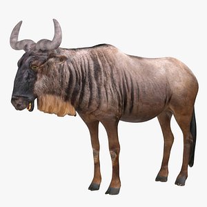3D Wildebeest