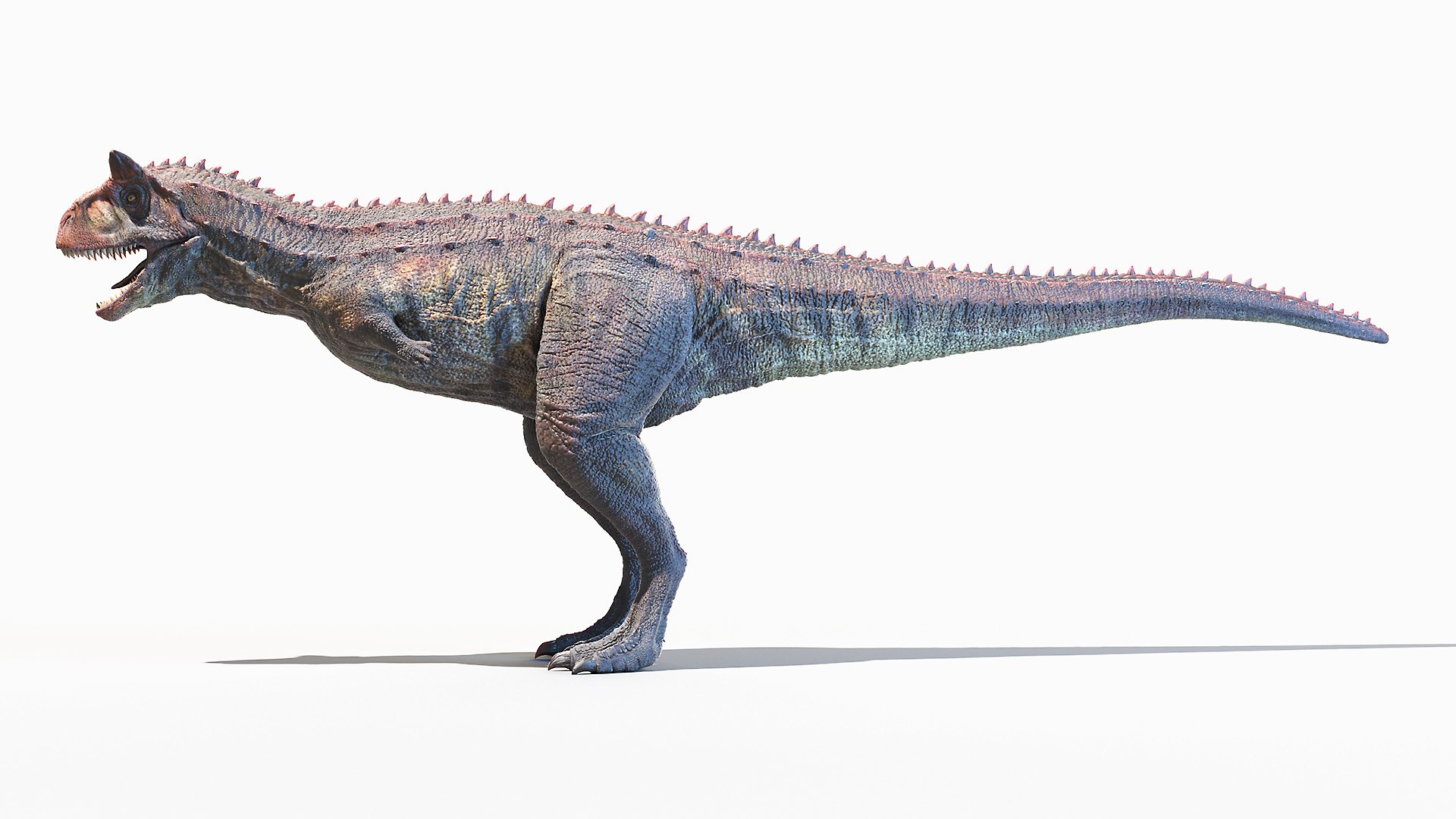 carnotaurus 3D model https://p.turbosquid.com/ts-thumb/ae/CWPynN/UGbg64eP/carnotaurus0001/jpg/1606396199/1920x1080/fit_q87/d88935660cd00a71f999cb3cbaf6b020731fb0f8/carnotaurus0001.jpg