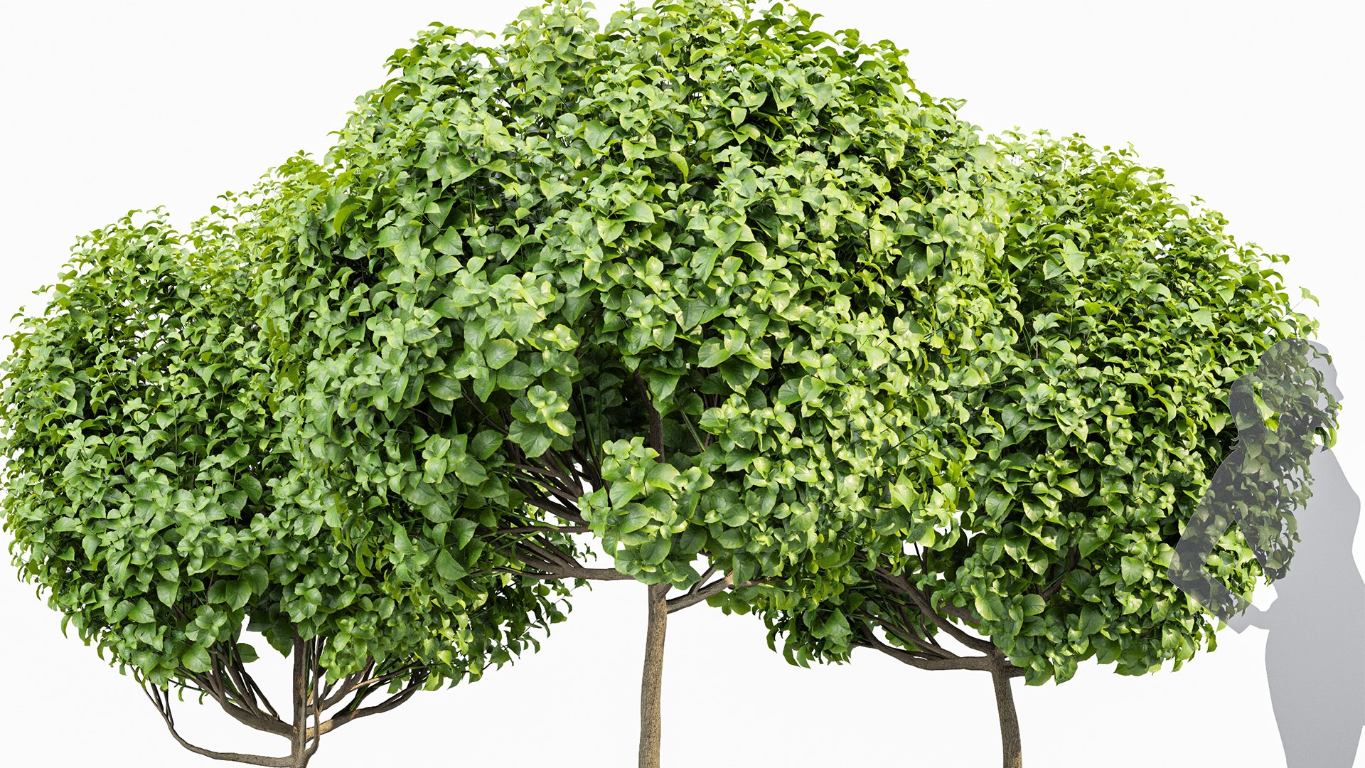 3D Catalpa Bignonioides Nana Indian Bean 3Trees https://p.turbosquid.com/ts-thumb/ae/EPiLqu/4k/z04/png/1718624858/1920x1080/fit_q87/ee1c9846fe97d3bd4e495055331223c118807b78/z04.jpg