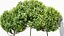 Catalpa Bignonioides Nana Fasola indyjska 3Drzewa