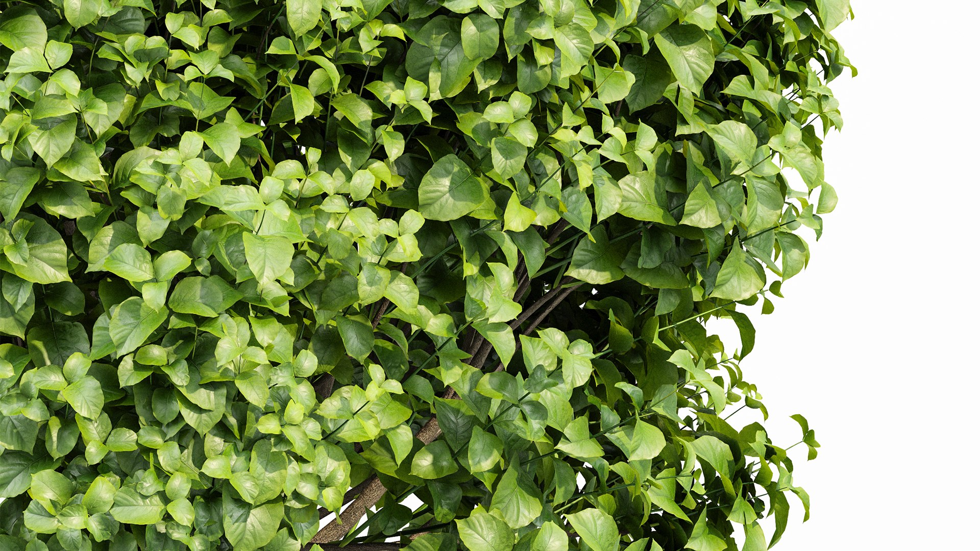 3D Catalpa Bignonioides Nana Indian Bean 3Trees https://p.turbosquid.com/ts-thumb/ae/EPiLqu/5T/z01/png/1718624857/1920x1080/fit_q87/f002860ad71879047add42363a7fcf9c496c4c0d/z01.jpg