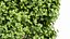Catalpa Bignonioides Nana Fasola indyjska 3Drzewa
