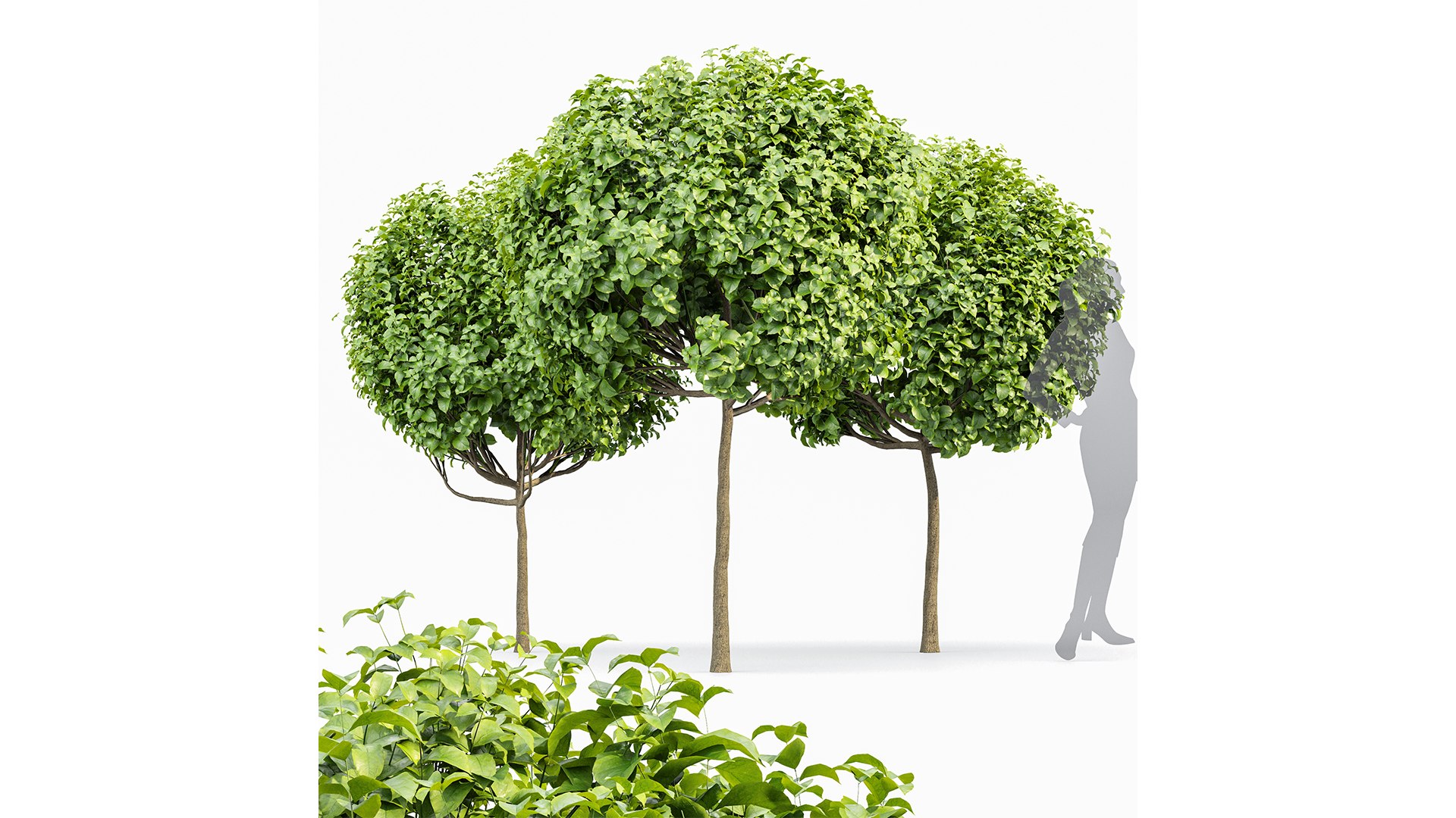 3D Catalpa Bignonioides Nana Indian Bean 3Trees https://p.turbosquid.com/ts-thumb/ae/EPiLqu/CI/z05/png/1718624860/1920x1080/fit_q87/2eb18c5980b72f8289654a7b16c6d965dcafae5d/z05.jpg