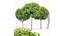 Catalpa Bignonioides Nana Fasola indyjska 3Drzewa