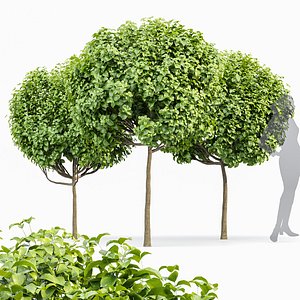 3D Catalpa Bignonioides Nana Indian Bean 3Trees