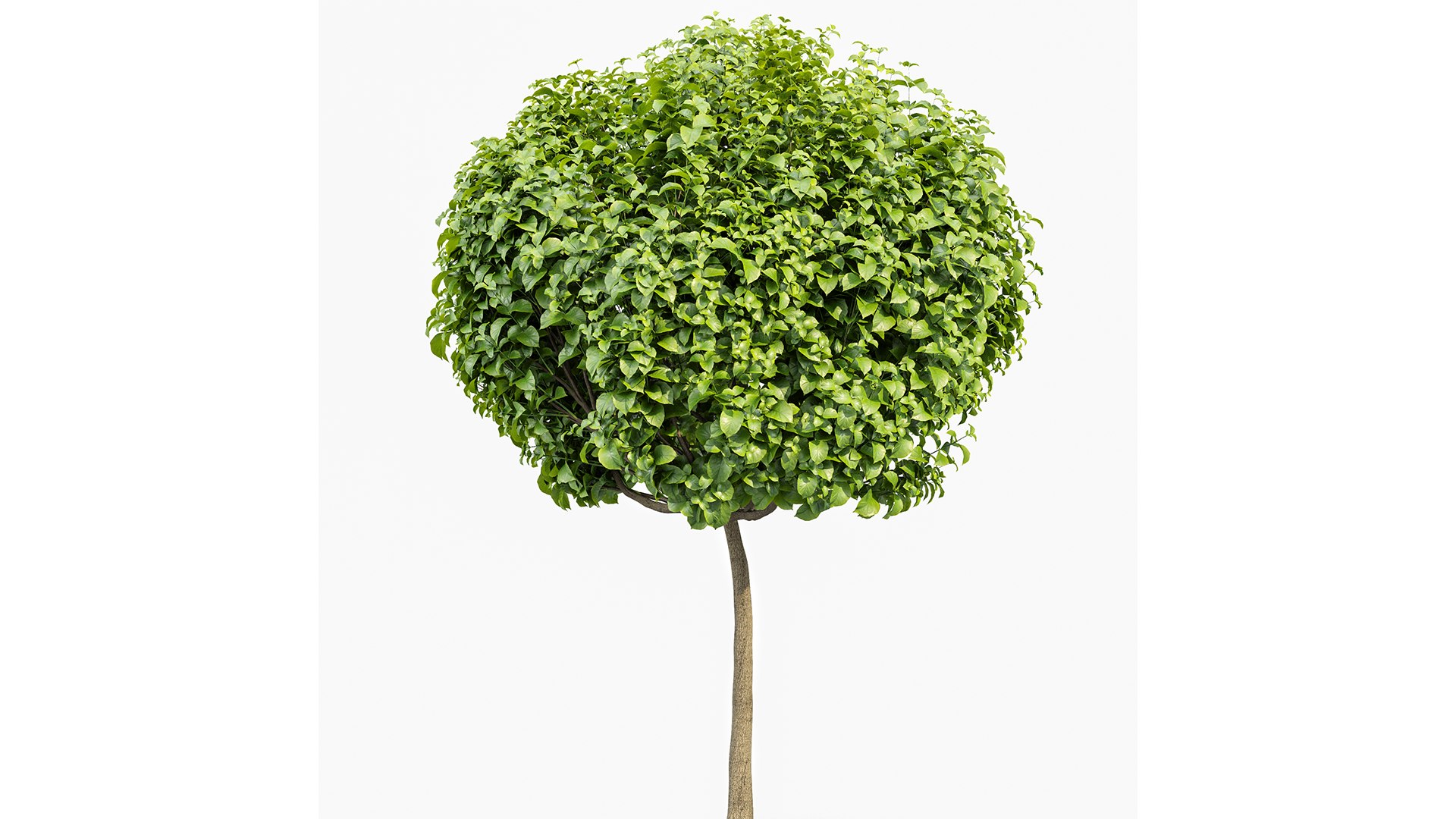 3D Catalpa Bignonioides Nana Indian Bean 3Trees https://p.turbosquid.com/ts-thumb/ae/EPiLqu/hA/z03/png/1718624856/1920x1080/fit_q87/4715f51388c2aadb82caea1e8c098118d69ddbcd/z03.jpg