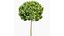 Catalpa Bignonioides Nana Fasola indyjska 3Drzewa