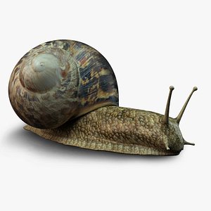 photo-realistic snail 3d ma