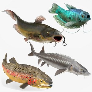 3D Freshwater Fish Rigged for Maya Collection model
