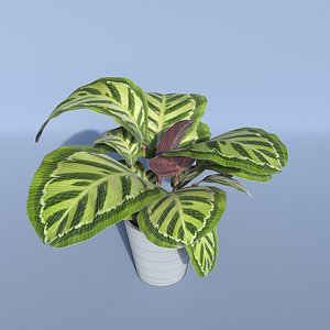 Calathea Rosea Picta indoor plant