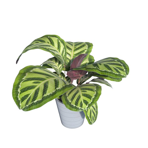 3d model calathea rosea picta indoor