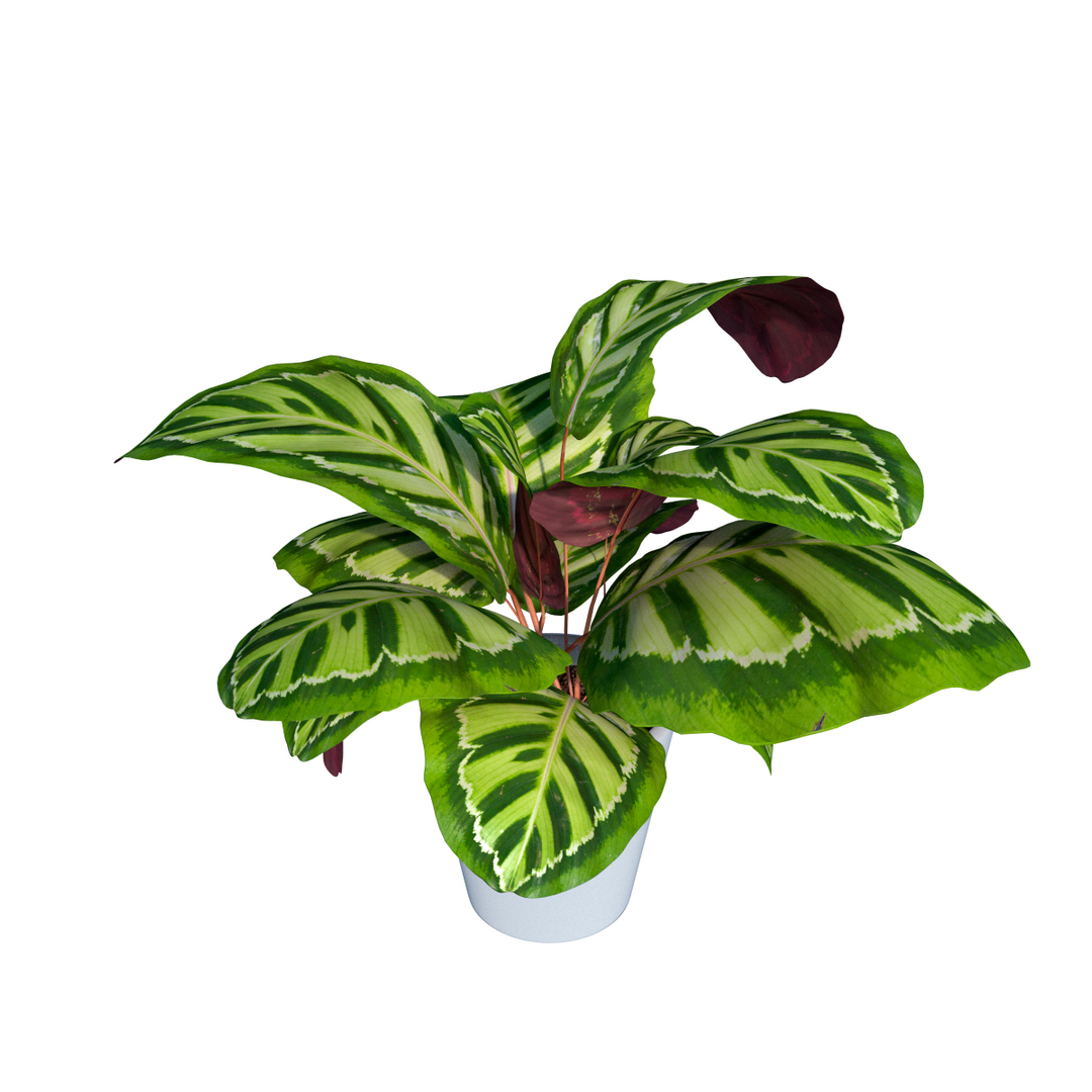 3d model calathea rosea picta indoor