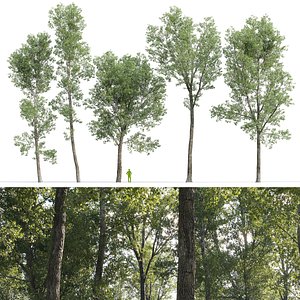 Poplar Populus Deltoides V9