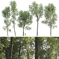 Poplar Populus Deltoides V9
