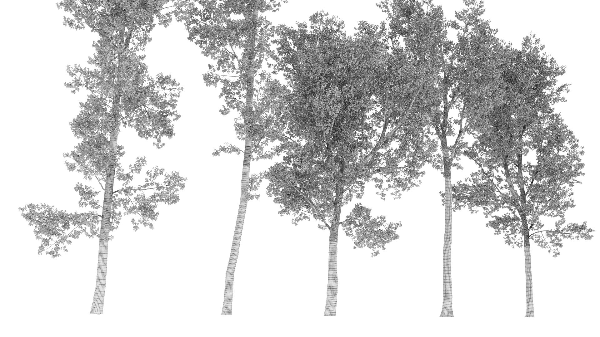 Poplar Populus Deltoides V9 3D model https://p.turbosquid.com/ts-thumb/ae/Uvfb1k/7r/8/jpg/1721324832/1920x1080/fit_q87/2b684b9060b9b499fb8532fb5500859b170b82f2/8.jpg
