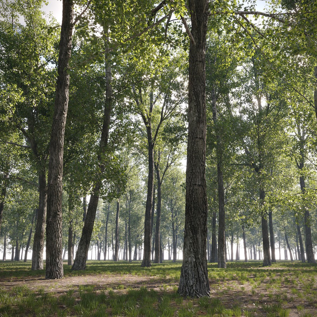 Poplar Populus Deltoides V9 3D model https://p.turbosquid.com/ts-thumb/ae/Uvfb1k/Gq/2/jpg/1721324832/1920x1080/fit_q87/2b3473af7042486673404641b142398fef3c9486/2.jpg