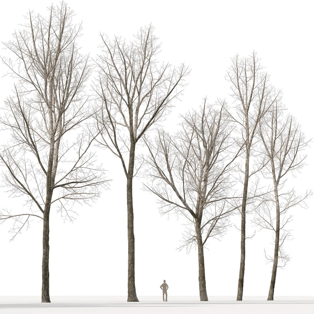 Poplar Populus Deltoides V9 3D model https://p.turbosquid.com/ts-thumb/ae/Uvfb1k/b1/6/jpg/1721324832/1920x1080/fit_q87/b66781a6b026c74c178fc663fc338cdfdaba4b26/6.jpg