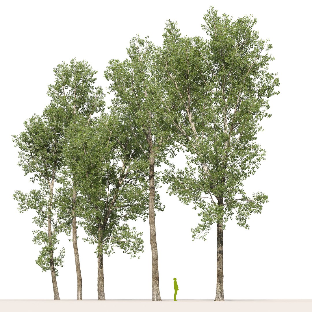 Poplar Populus Deltoides V9 3D model https://p.turbosquid.com/ts-thumb/ae/Uvfb1k/ih/5/jpg/1721324832/1920x1080/fit_q87/fd91a047f8d3ceceaee181879766ae94348bfadc/5.jpg