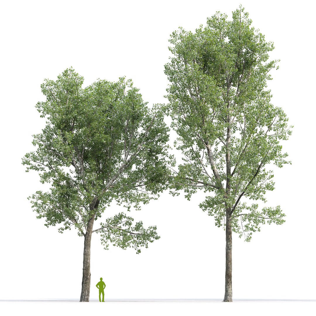 Poplar Populus Deltoides V9 3D model https://p.turbosquid.com/ts-thumb/ae/Uvfb1k/wW/3/jpg/1721324830/1920x1080/fit_q87/e8abe93def2c2ebba4f87071e5518158e1f4886e/3.jpg