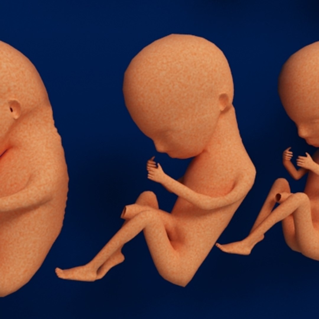 Human Embryo Development 3d Model