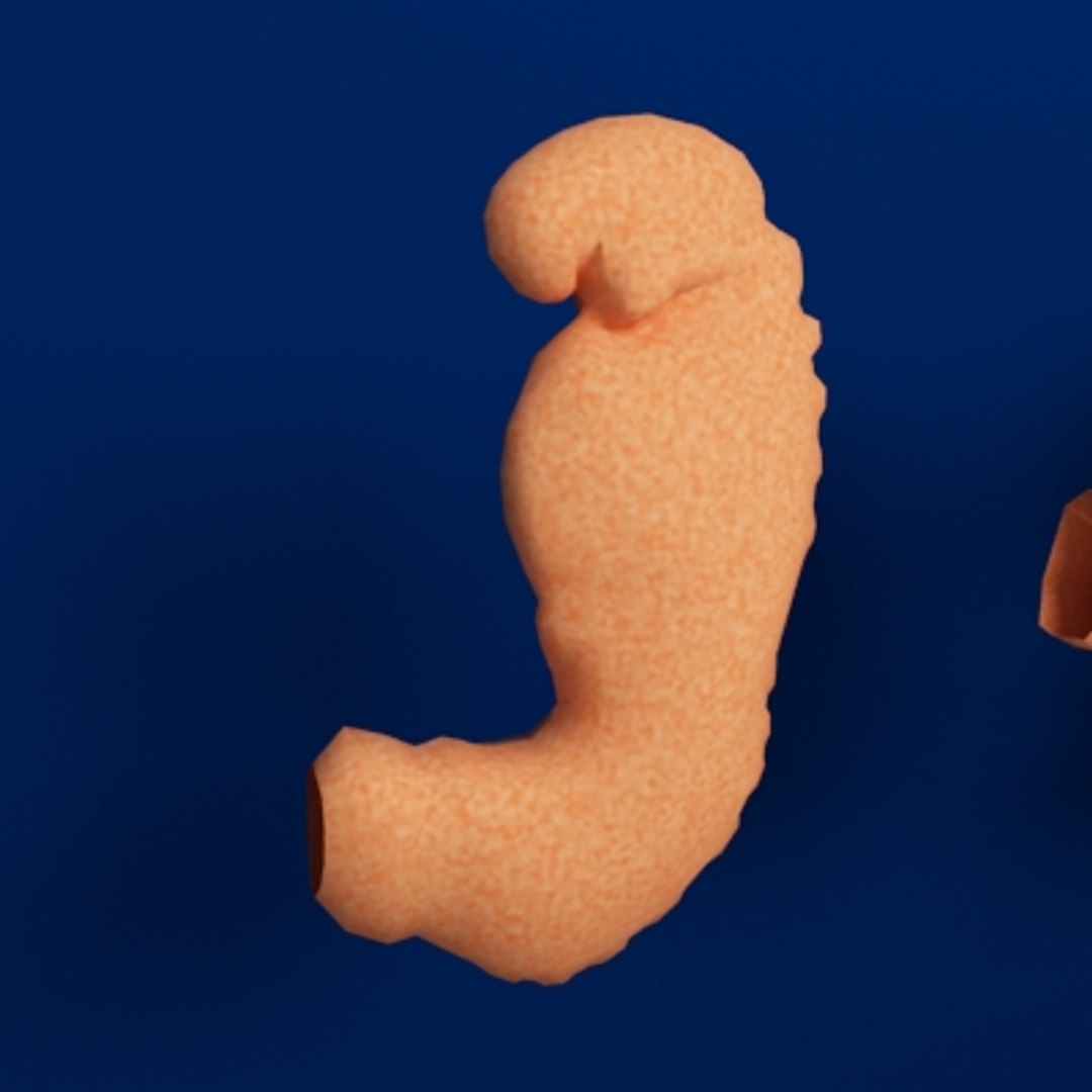 Human Embryo Development 3d Model