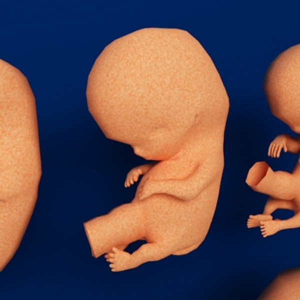 human embryo development 3d model
