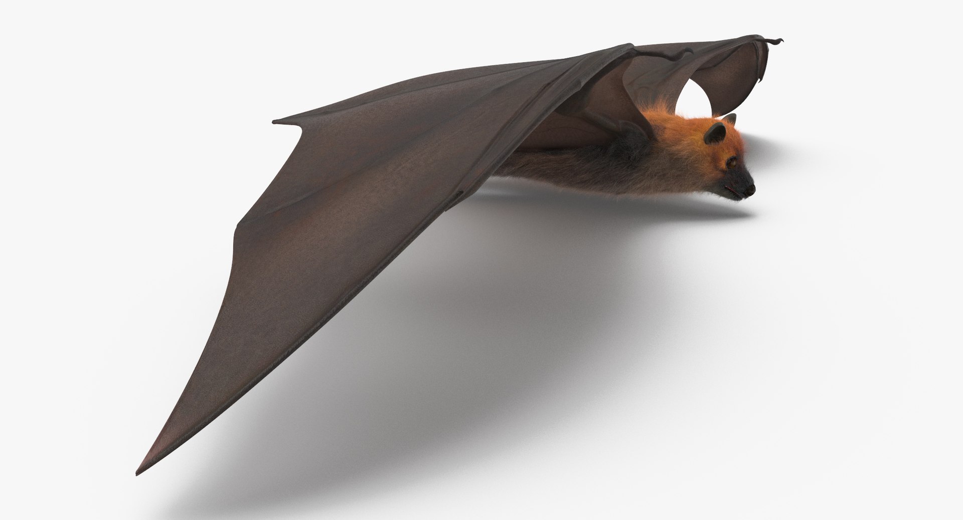 3d fruit bat flying https://p.turbosquid.com/ts-thumb/ae/f58HzF/deQA18Ep/fruit_bat_flying_pose_thumbnail_0005/jpg/1485617305/1920x1080/fit_q87/4debf8e06ee045cced15bf322a8a97cc79824c98/fruit_bat_flying_pose_thumbnail_0005.jpg