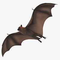 Fruit Bat Flying