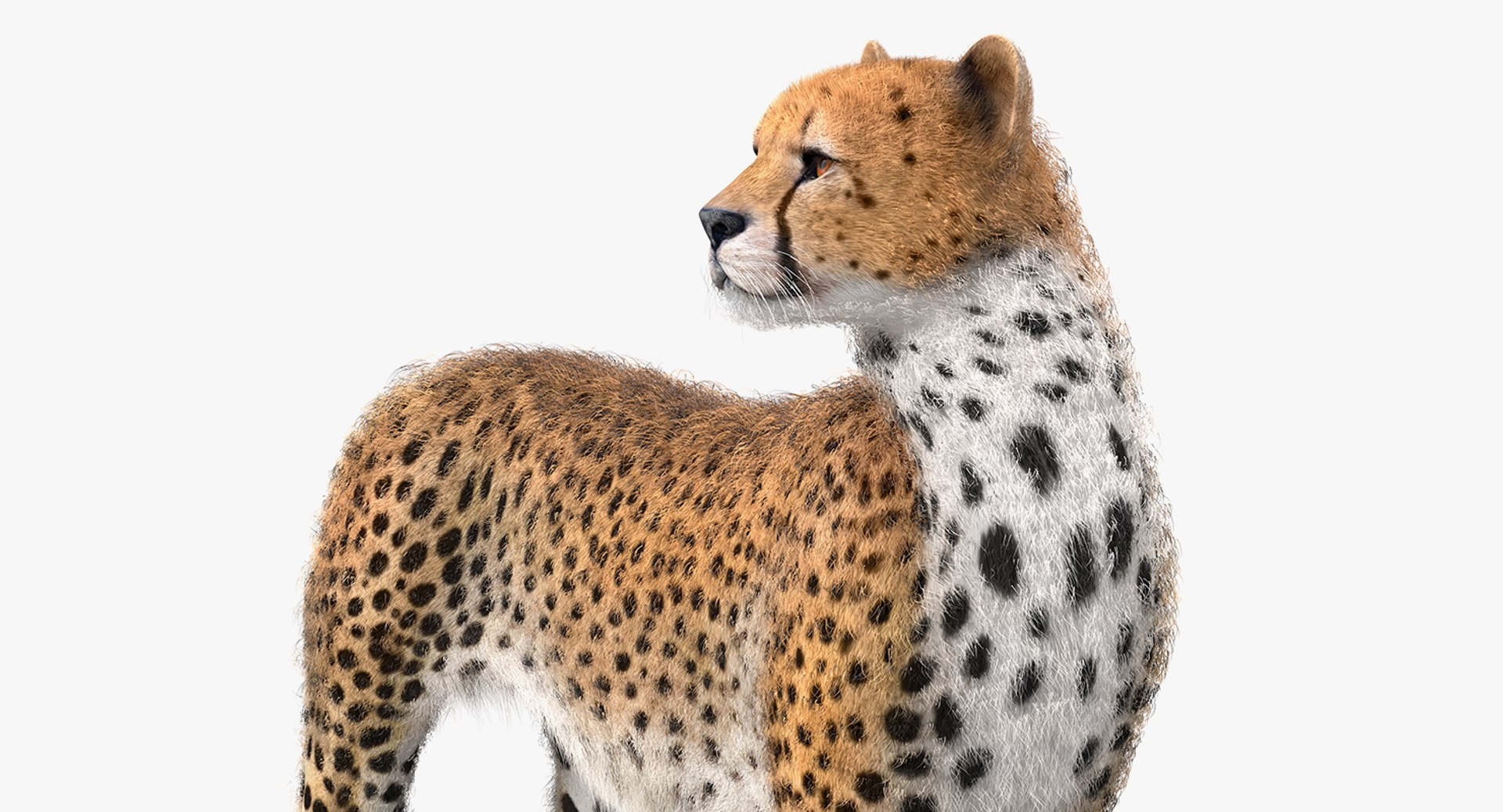 Cheetah Looking Around with Fur 3D Model 3D model preview