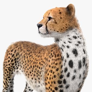 cheetah looking fur 3D model