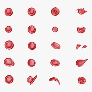 Red Blood Cell Morphology Normal and Abnormal Erythrocyte Structures