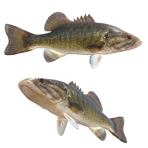 3D Shoal Bass fish