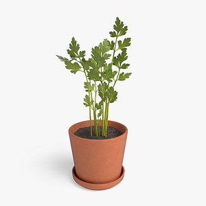 Parsley Pot Plant 3D model